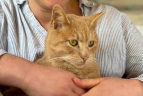 Avviso scomparsa Gatto Maschio , 4 anni Irodouër Francia