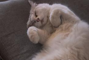 Avviso Ritrovamento Gatto Femmina Vendargues Francia