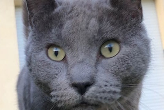 Vermësstemeldung Kaz  Weiblech , 11 joer L'Escarène France