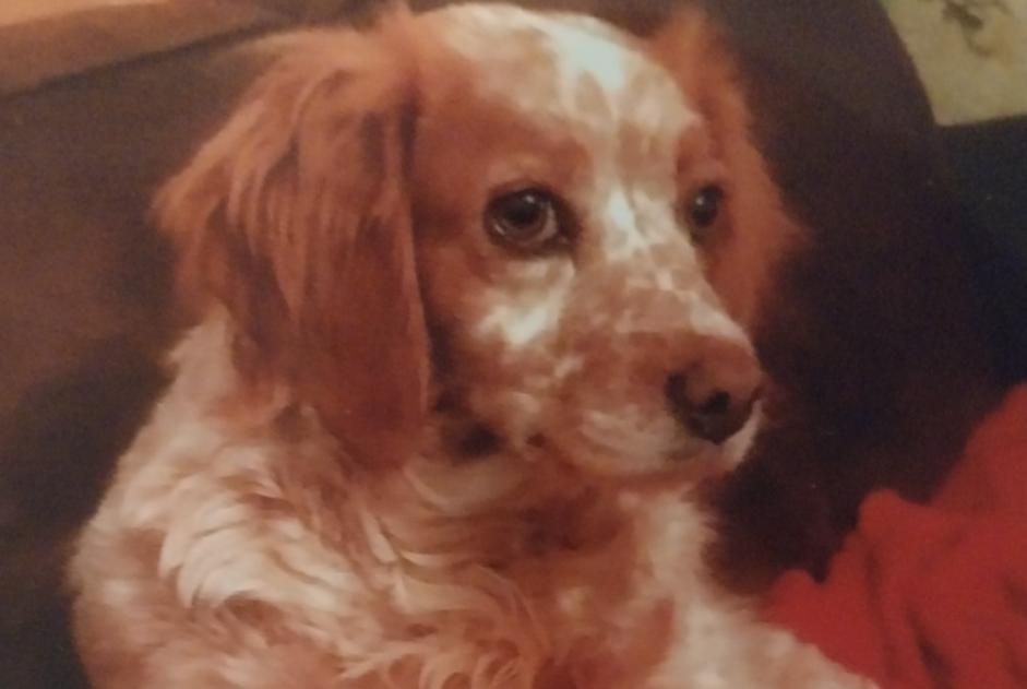 Vermësstemeldung Hond  Weiblech , 12 joer Montdragon France