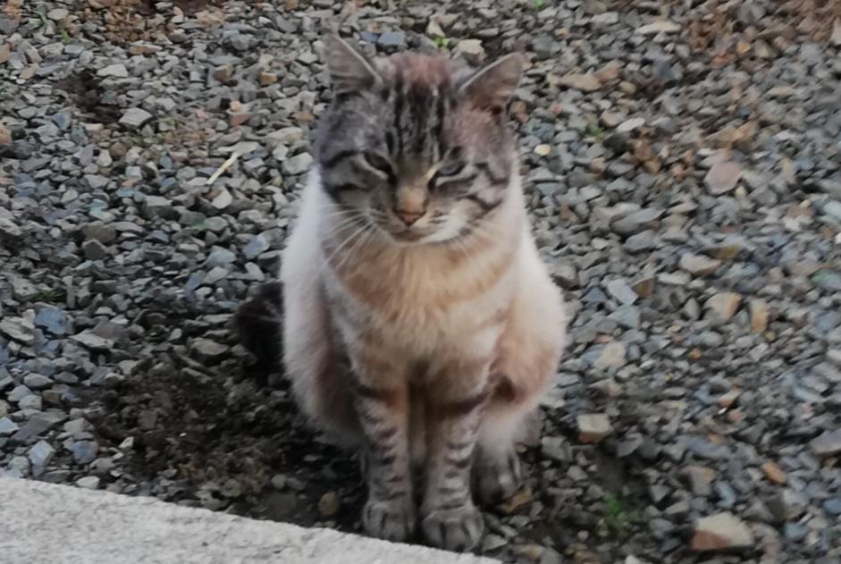 Vermësstemeldung Kaz  Männlech , 5 joer Lanvollon France