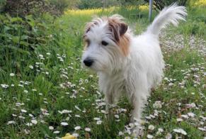 Vermësstemeldung Hond  Männlech , 10 joer Ville-la-Grand France