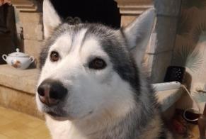 Vermësstemeldung Hond  Männlech , 5 joer Le Mené France