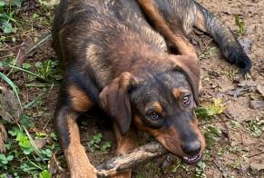 Vermësstemeldung Hond kräizung Weiblech , 2 joer Sens-Beaujeu France
