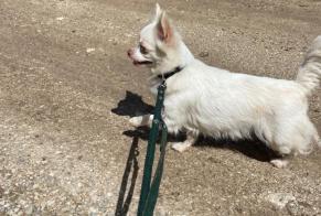 Fundmeldung Hond  Weiblech Escragnolles France