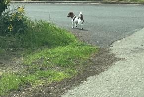 Fundmeldung Hond  Onbekannt Montaigut-sur-Save France
