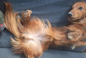 Vermësstemeldung Hond  Weiblech , 1 joer Finhan France