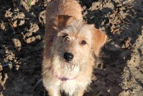 Vermësstemeldung Hond  Weiblech , 5 joer Pléhédel France