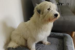Vermësstemeldung Hond  Weiblech , 2 joer Saint-Quentin-Fallavier France