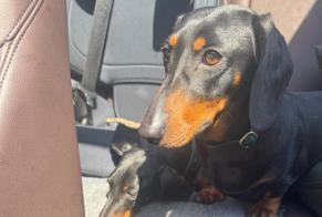 Vermësstemeldung Hond  Weiblech , 3 joer Robion France