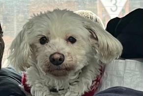 Vermësstemeldung Hond  Weiblech , 13 joer Paris France
