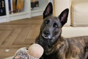 Vermësstemeldung Hond  Weiblech , 4 joer Le Tâtre France