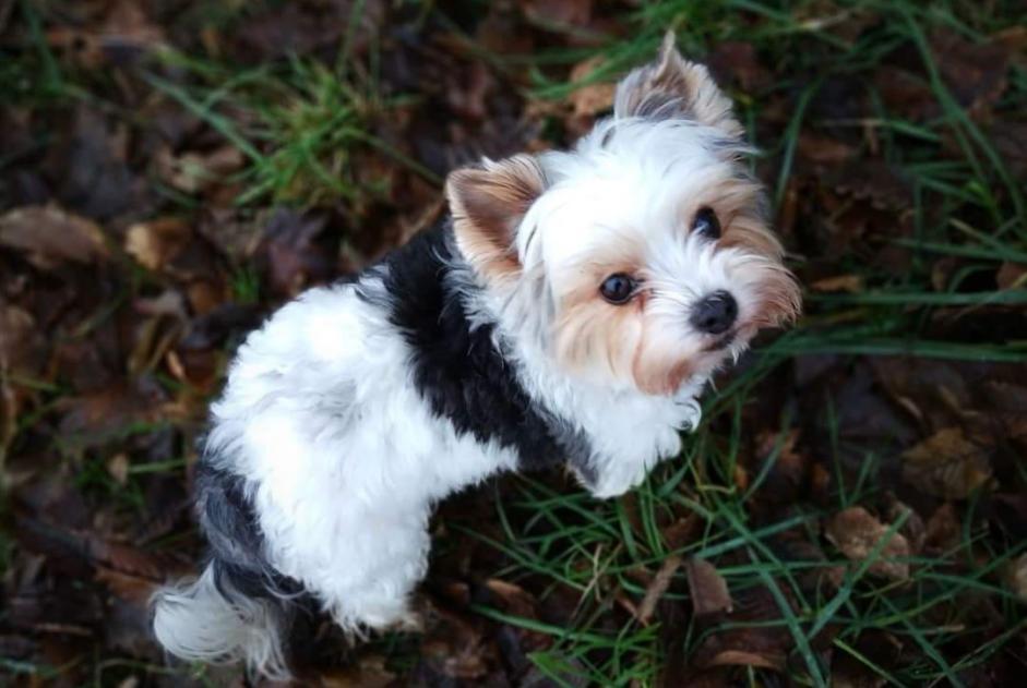 Verdwijningsalarm Hond  Vrouwtje , 10 jaar Valleiry Frankrijk