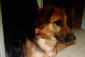 Verdwijningsalarm Hond rassenvermenging Vrouwtje , 6 jaar Sorgues Frankrijk