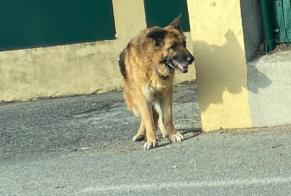 Ontdekkingsalarm Hond  Onbekend Nice Frankrijk