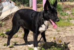 Ontdekkingsalarm Hond rassenvermenging Vrouwtje , 2 jaar Sainte-Bazeille Frankrijk
