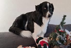 Verdwijningsalarm Hond  Mannetje , 5 jaar Cayres Frankrijk