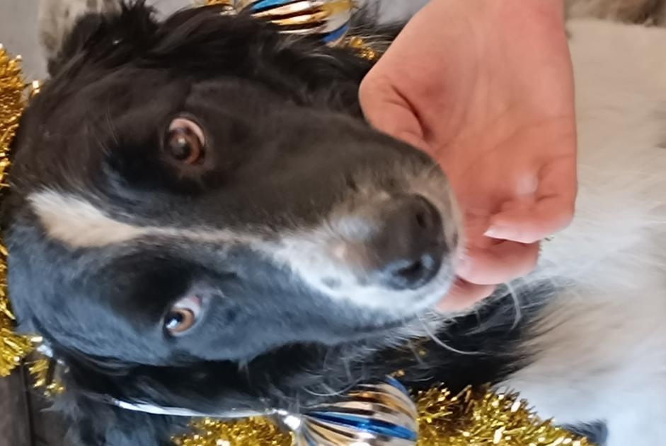 Verdwijningsalarm Hond  Mannetje , 5 jaar Cayres Frankrijk