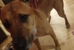 Ontdekkingsalarm Hond rassenvermenging Mannetje Léognan Frankrijk