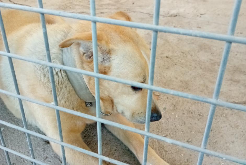 Ontdekkingsalarm Hond  Mannetje Saint-Affrique Frankrijk