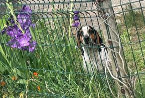 Ontdekkingsalarm Hond Mannetje Pontenx-les-Forges Frankrijk