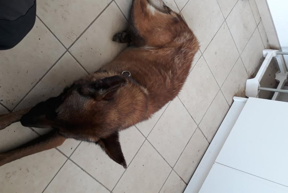 Verdwijningsalarm Hond  Mannetje , 3 jaar Meung-sur-Loire Frankrijk