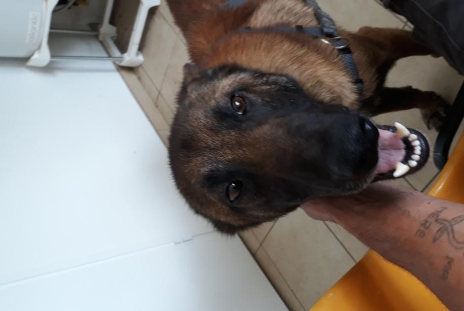 Verdwijningsalarm Hond  Mannetje , 3 jaar Meung-sur-Loire Frankrijk