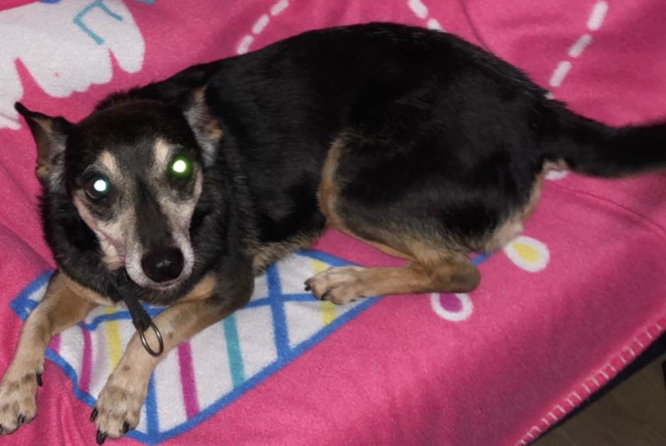 Verdwijningsalarm Hond  Mannetje , 16 jaar Saint-Gervais Frankrijk