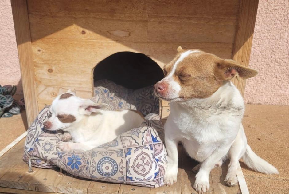 Verdwijningsalarm Hond  Mannetje , 6 jaar Riorges Frankrijk