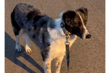 Verdwijningsalarm Hond  Vrouwtje , 3 jaar La Séauve-sur-Semène Frankrijk