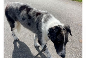 Verdwijningsalarm Hond  Vrouwtje , 3 jaar La Séauve-sur-Semène Frankrijk