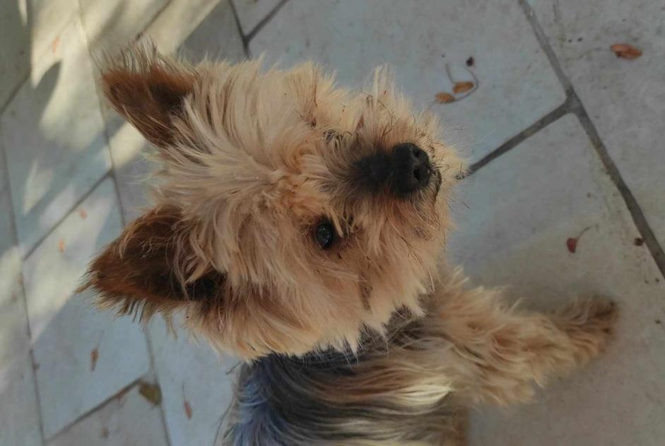 Verdwijningsalarm Hond  Mannetje , 15 jaar La Roque-sur-Pernes Frankrijk