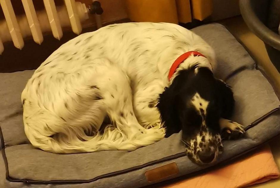 Verdwijningsalarm Hond  Mannetje , 5 jaar Pauilhac Frankrijk