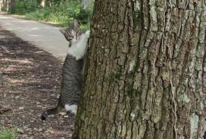 Verdwijningsalarm Kat  Vrouwtje , 1 jaar Boissy-Mauvoisin Frankrijk