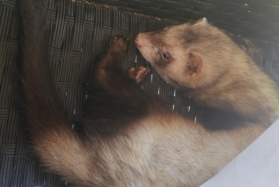 Verdwijningsalarm Andere ferret Mannetje , 2024 jaar Charmont-en-Beauce Frankrijk