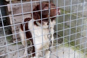 Ontdekkingsalarm Hond  Mannetje Montsenelle Frankrijk