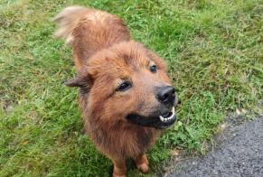 Ontdekkingsalarm Hond Mannetje Saint-Gaudens Frankrijk