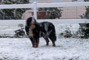 Ontdekkingsalarm Hond  Onbekend , 4 jaar Ellon Frankrijk