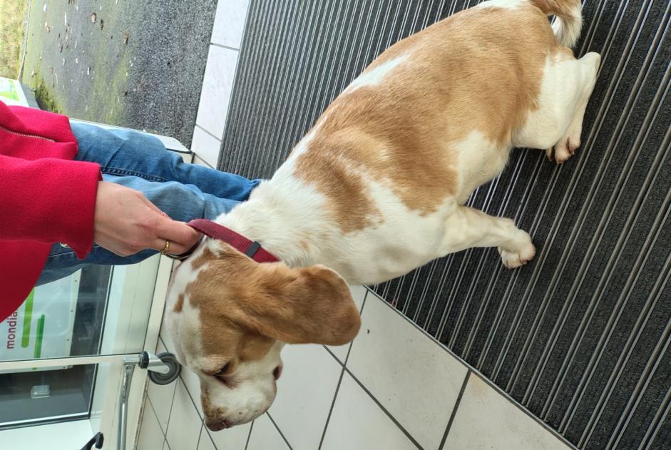 Ontdekkingsalarm Hond  Onbekend , 10 jaar La Bazoge Frankrijk