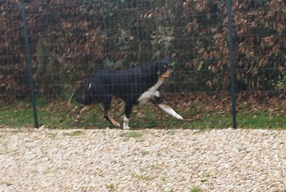 Ontdekkingsalarm Hond Onbekend Rueil-la-Gadelière Frankrijk