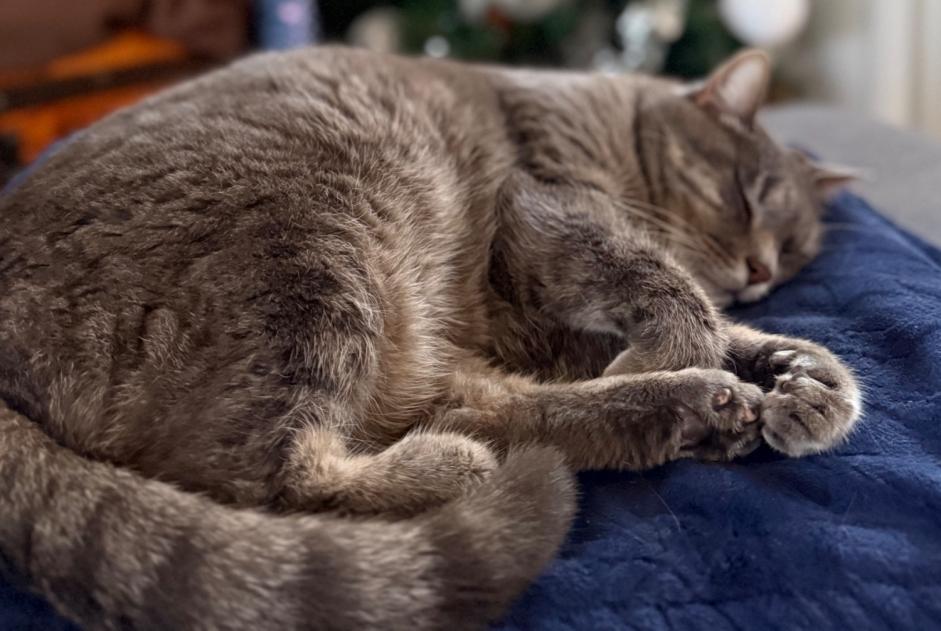 Verdwijningsalarm Kat Mannetje , 13 jaar Meyzieu Frankrijk