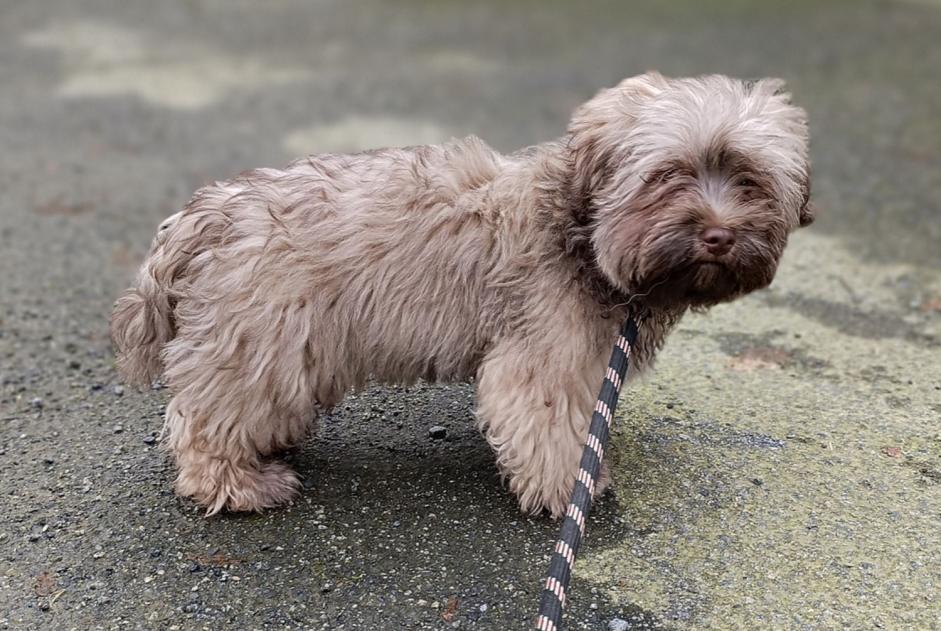 Ontdekkingsalarm Hond  Mannetje La Guerche-de-Bretagne Frankrijk