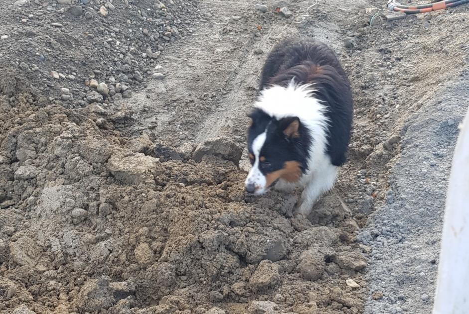 Ontdekkingsalarm Hond Mannetje Agen Frankrijk