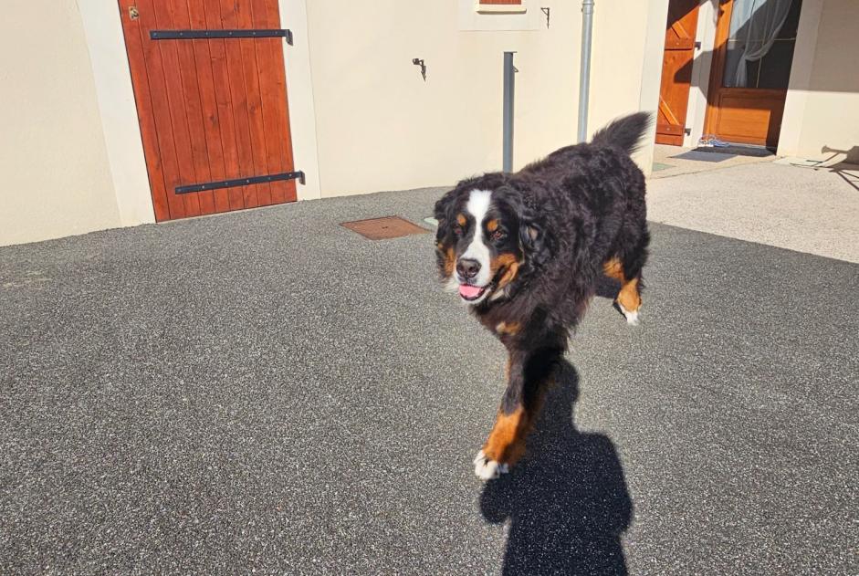 Verdwijningsalarm Hond  Mannetje , 8 jaar Sazos Frankrijk