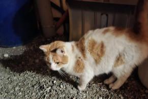 Ontdekkingsalarm Kat Onbekend Vuisternens-devant-Romont Zwitserland