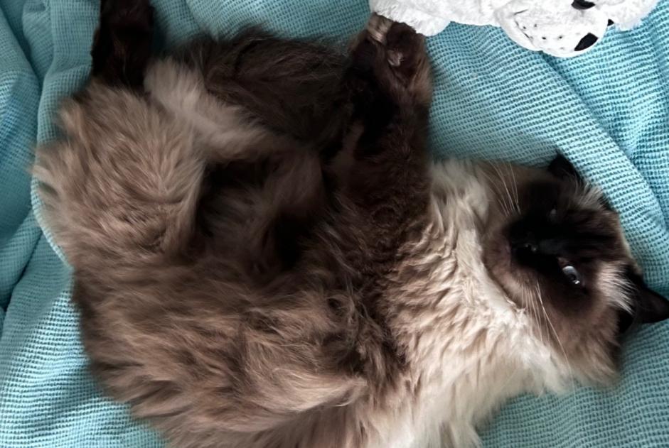 Verdwijningsalarm Kat  Vrouwtje , 4 jaar Montreux Zwitserland