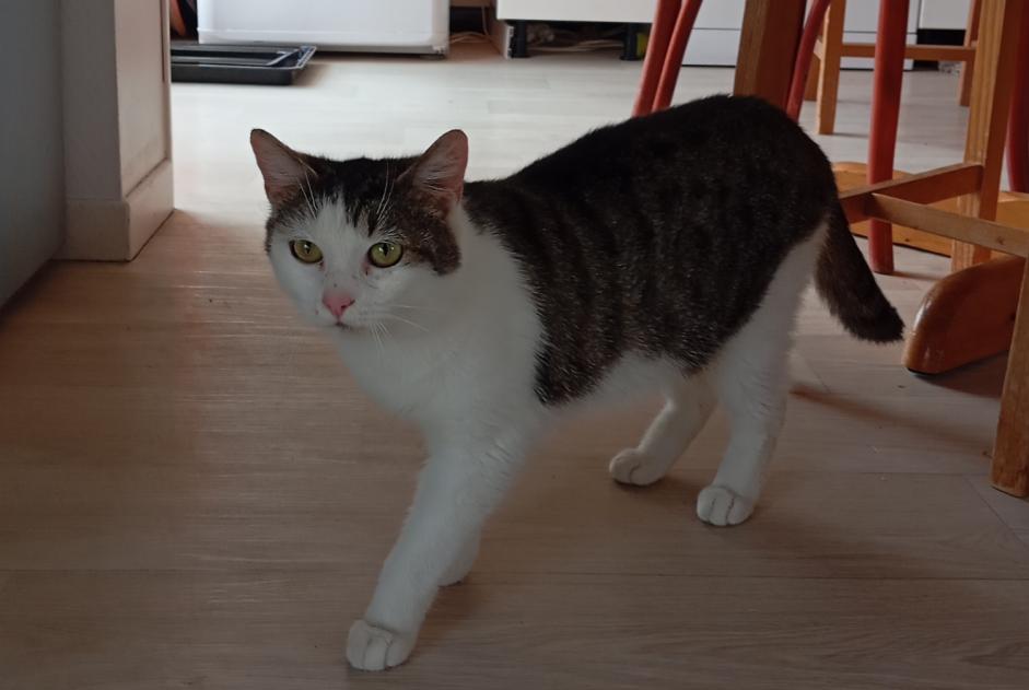 Ontdekkingsalarm Kat Vrouwtje Besançon Frankrijk