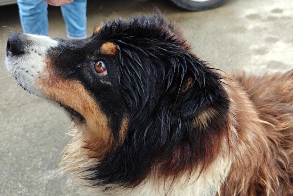 Ontdekkingsalarm Hond rassenvermenging Vrouwtje Landudec Frankrijk