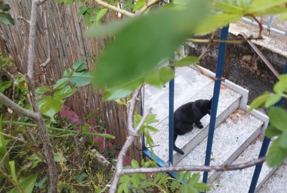 Ontdekkingsalarm Kat Onbekend Lausanne Zwitserland