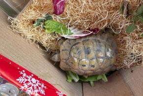 Ontdekkingsalarm Schildpad Onbekend Fully Zwitserland